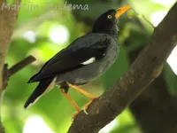 Myna [Acridotheres]